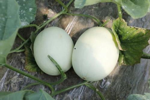 娱乐吃瓜酱玉,揭秘娱乐圈背后的故事与真相